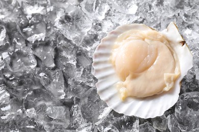 Photo of Fresh raw scallop in shell on ice cubes, top view. Space for text