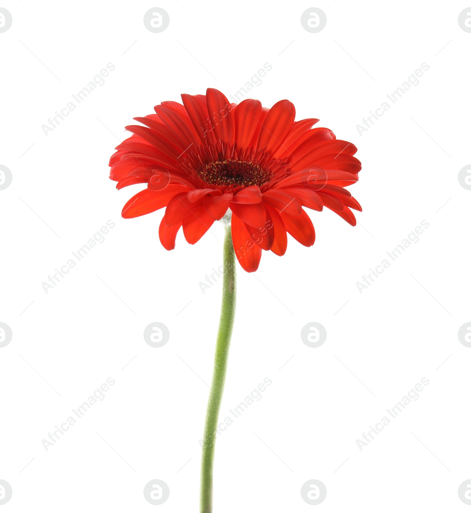 Photo of Beautiful bright gerbera flower on white background