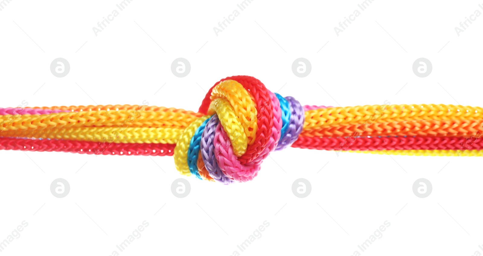 Photo of Colorful ropes tied together with knot isolated on white. Unity concept