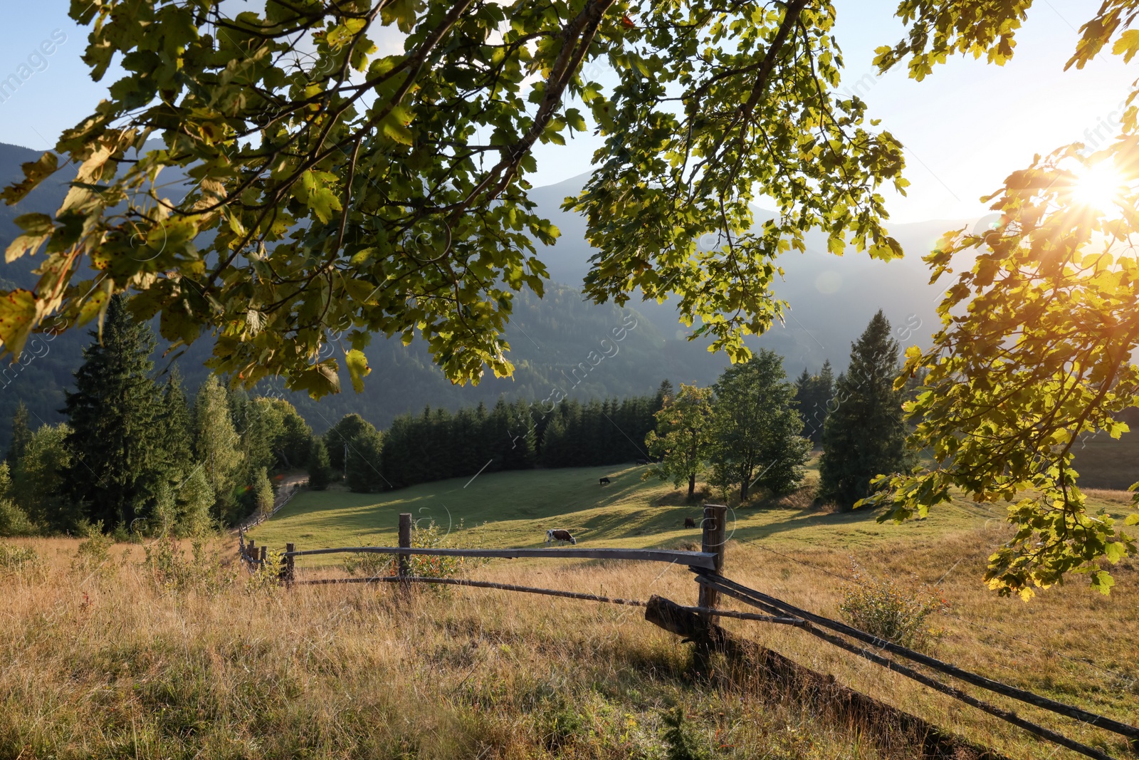 Photo of Morning sun shining through tree branches on pasture in mountains