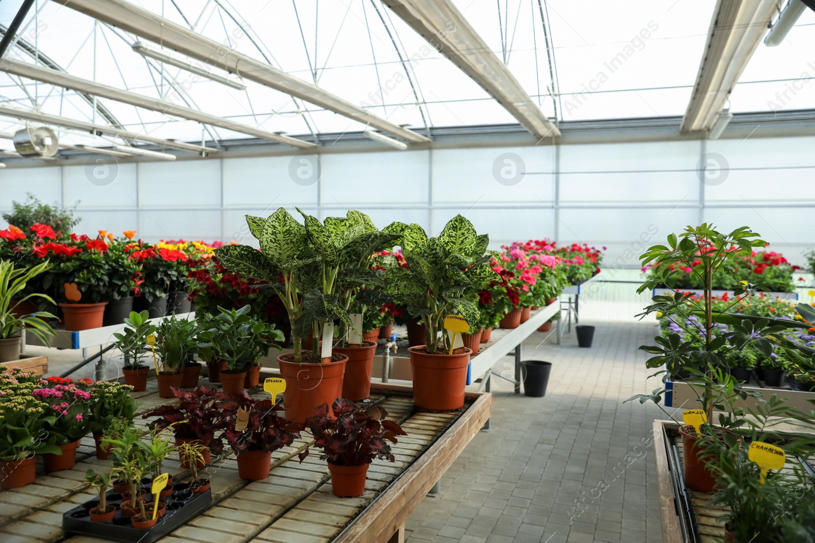 Photo of Garden center with many different potted plants