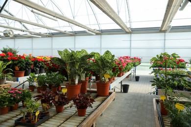 Photo of Garden center with many different potted plants