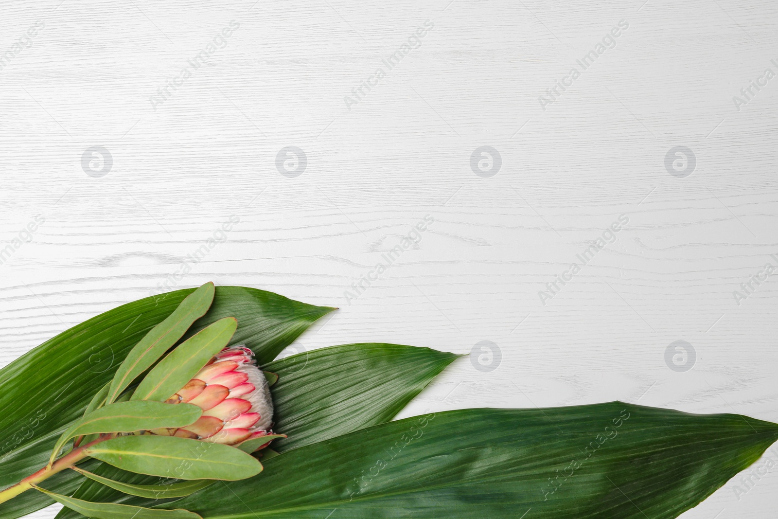 Photo of Creative composition with protea flower and tropical leaves on white background