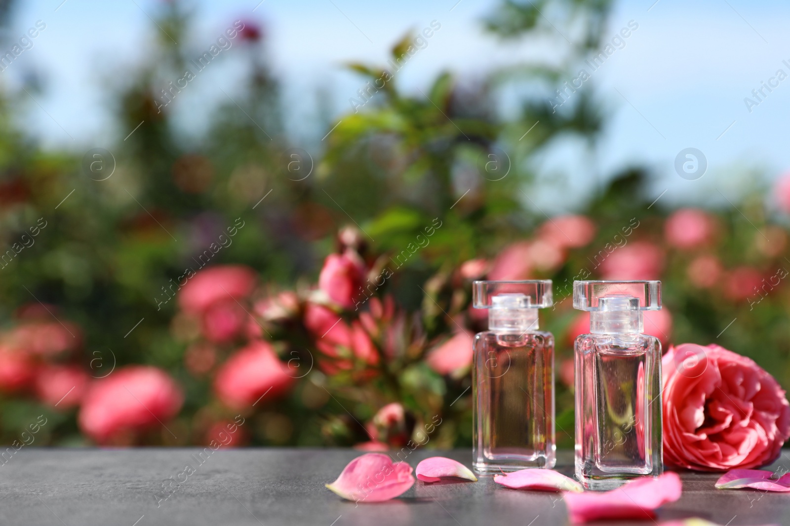 Photo of Bottles with perfume and fresh rose on table against blurred background, space for text. Natural essential oil