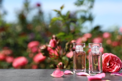 Photo of Bottles with perfume and fresh rose on table against blurred background, space for text. Natural essential oil