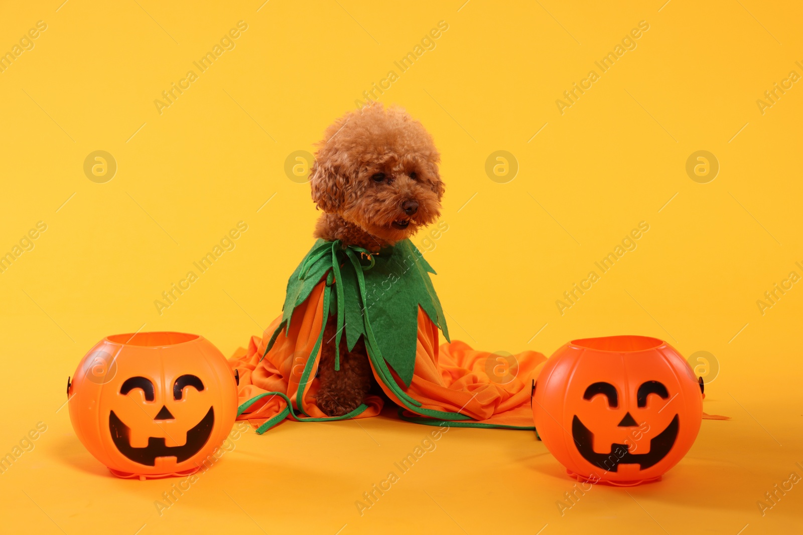 Photo of Happy Halloween. Cute Maltipoo dog dressed in costume and pumpkin treat buckets on orange background