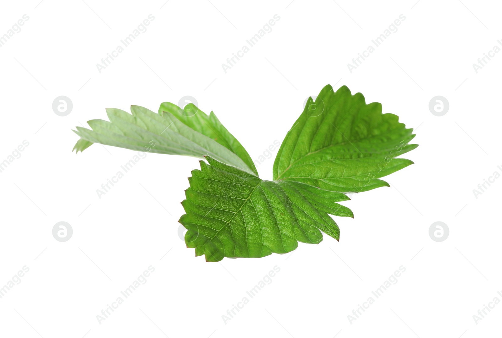 Photo of Green wild strawberry leaf isolated on white