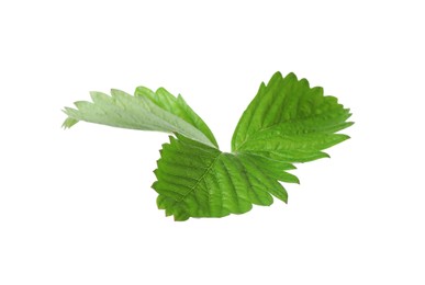 Green wild strawberry leaf isolated on white