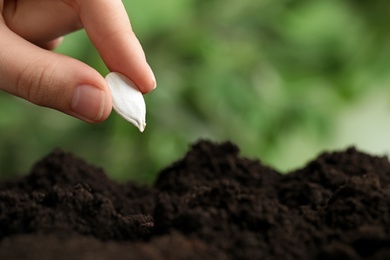 Woman putting pumpkin seed into fertile soil against blurred background, closeup with space for text. Vegetable planting