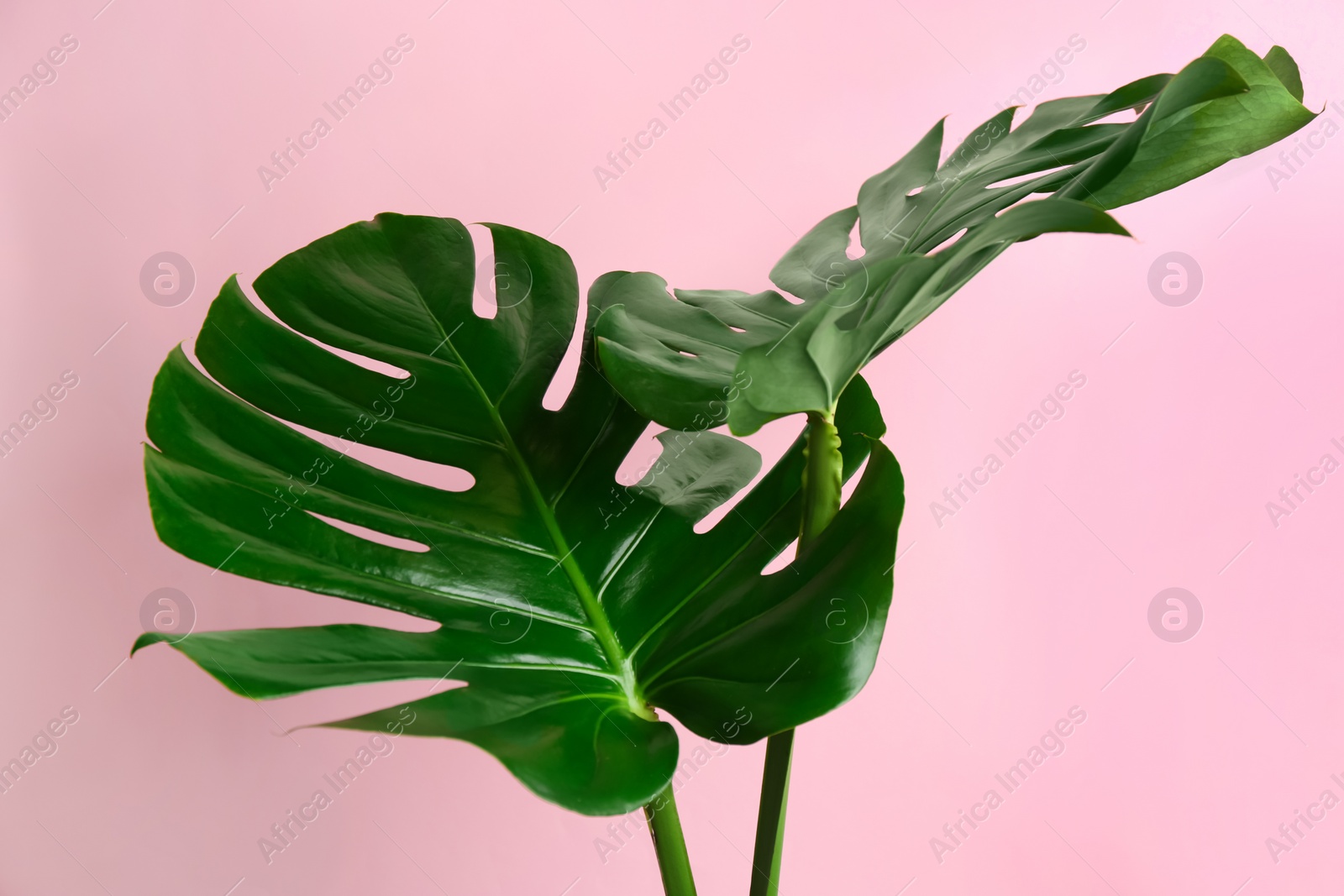 Photo of Beautiful monstera leaves on pink background. Tropical plant