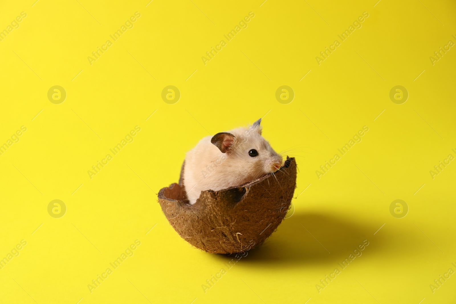 Photo of Adorable hamster in coconut shell on yellow background. Space for text