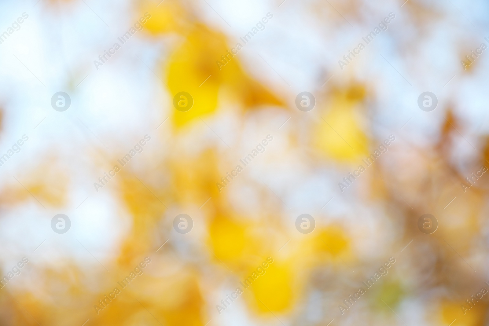 Photo of Blurred view of autumn foliage outdoors. Bokeh effect