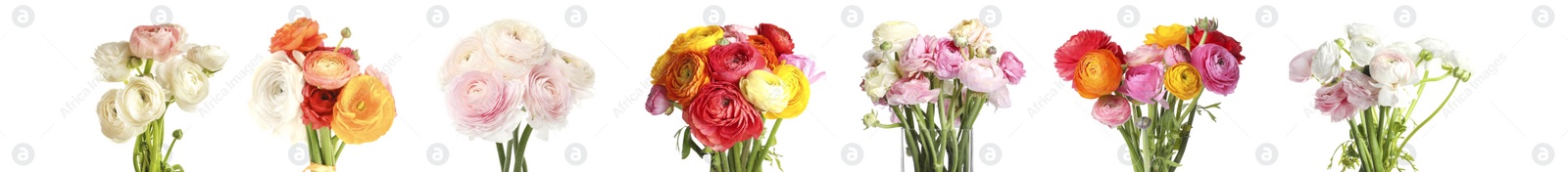 Image of Set with beautiful spring ranunculus flowers on white background. Banner design