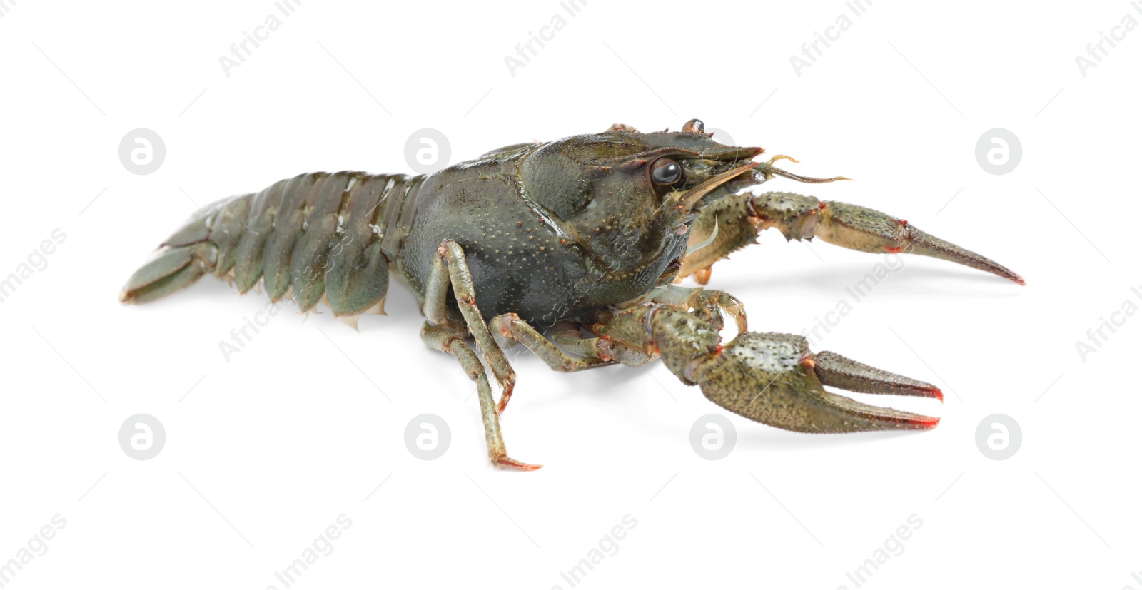 Photo of Fresh raw crayfish isolated on white. Healthy seafood