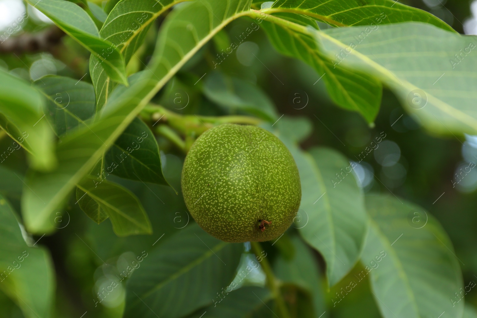 Photo of Green unripe walnut on tree branch, closeup