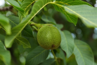 Photo of Green unripe walnut on tree branch, closeup