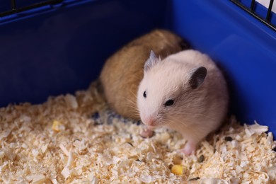 Cute little fluffy hamsters playing in cage