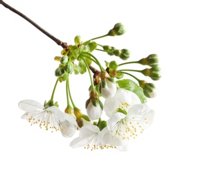 Photo of Beautiful blossoming branch on white background