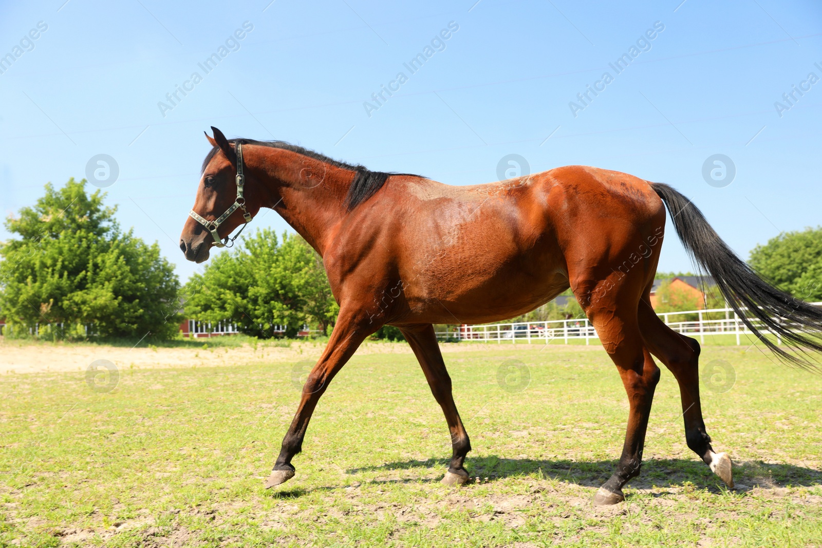 Photo of Bay horse in paddock on sunny day. Beautiful pet