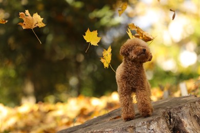 Photo of Cute Maltipoo dog on tree stump and falling leaves in autumn park, space for text