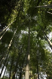 Beautiful green bamboo plants growing in forest