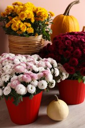 Photo of Beautiful potted fresh chrysanthemum flowers and pumpkins near pale pink wall