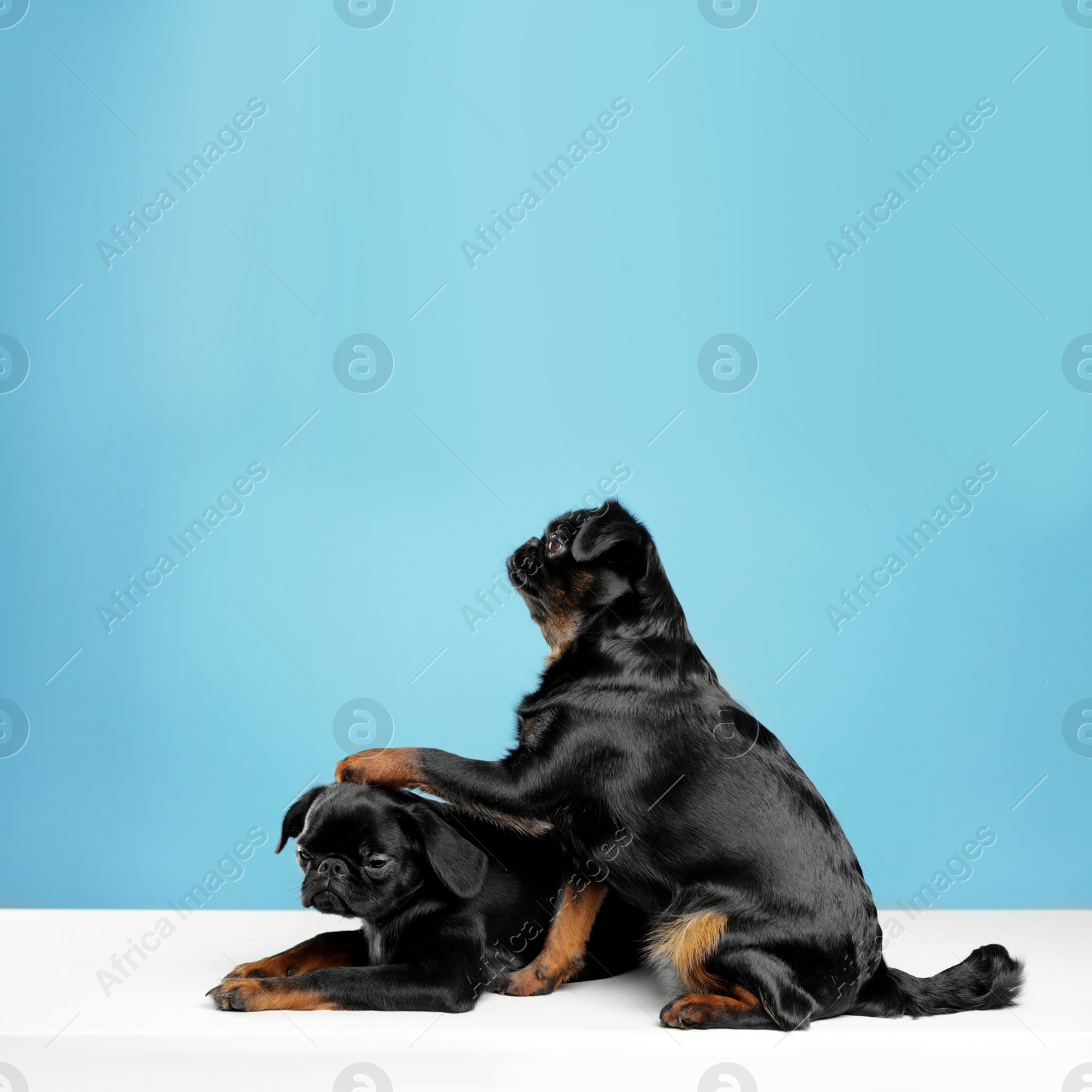 Photo of Adorable black Petit Brabancon dogs on white table against light blue background