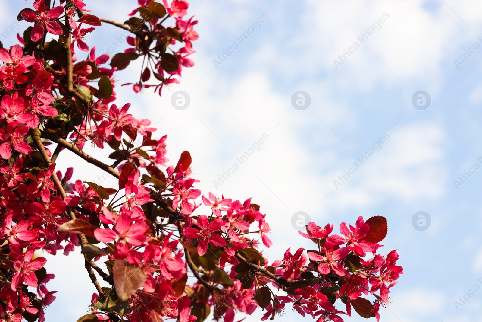 Photo of Apple tree with beautiful pink flowers against blue sky, space for text. Amazing spring blossom