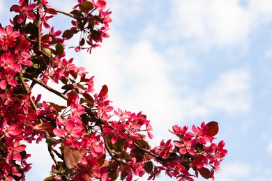 Photo of Apple tree with beautiful pink flowers against blue sky, space for text. Amazing spring blossom