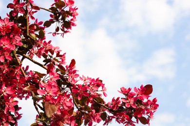 Apple tree with beautiful pink flowers against blue sky, space for text. Amazing spring blossom