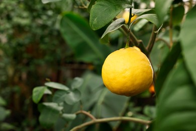 Photo of Lemon tree with ripe fruit in greenhouse, space for text