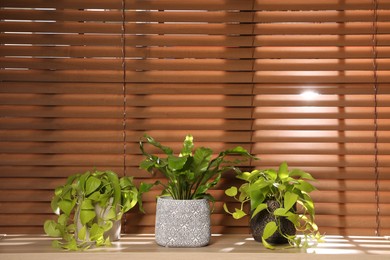 Photo of Different houseplants on wooden table near window. Interior design