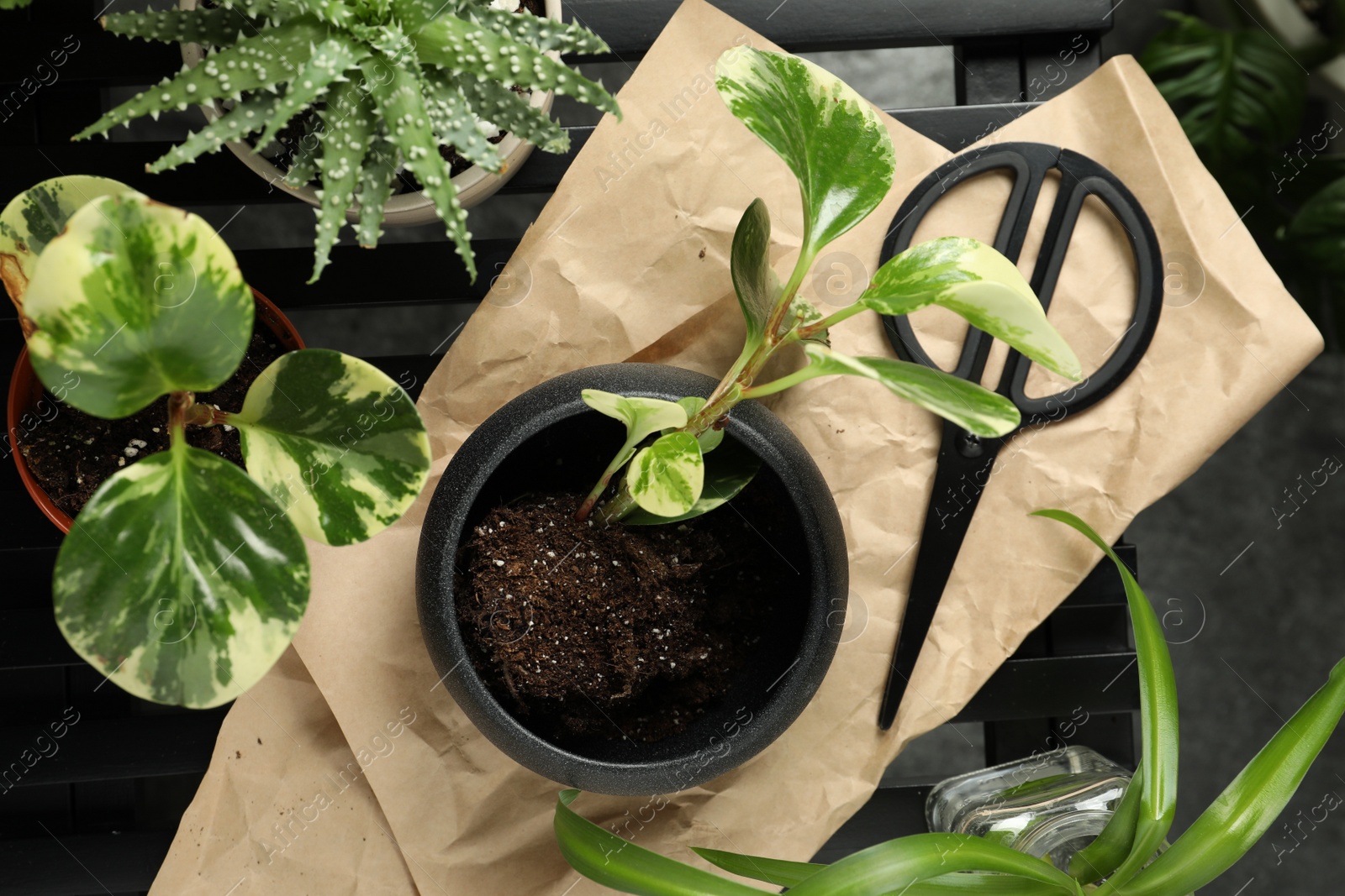 Photo of Lush exotic house plants and scissors on table, flat lay