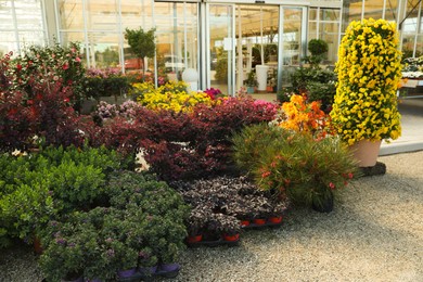 Photo of Many different potted plants near garden center