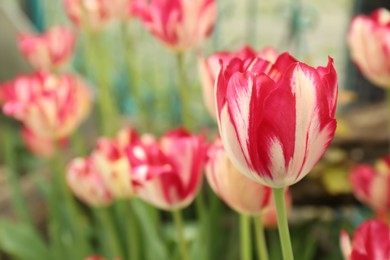 Photo of Beautiful blooming tulips outdoors on spring day, closeup. Space for text