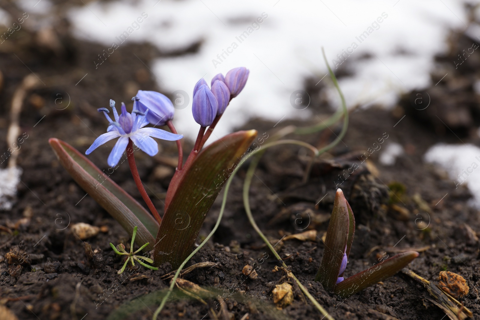 Photo of Beautiful lilac alpine squill flowers growing outdoors. Space for text