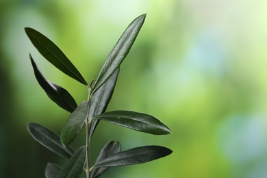 Photo of Olive twig with fresh green leaves on blurred background, closeup. Space for text