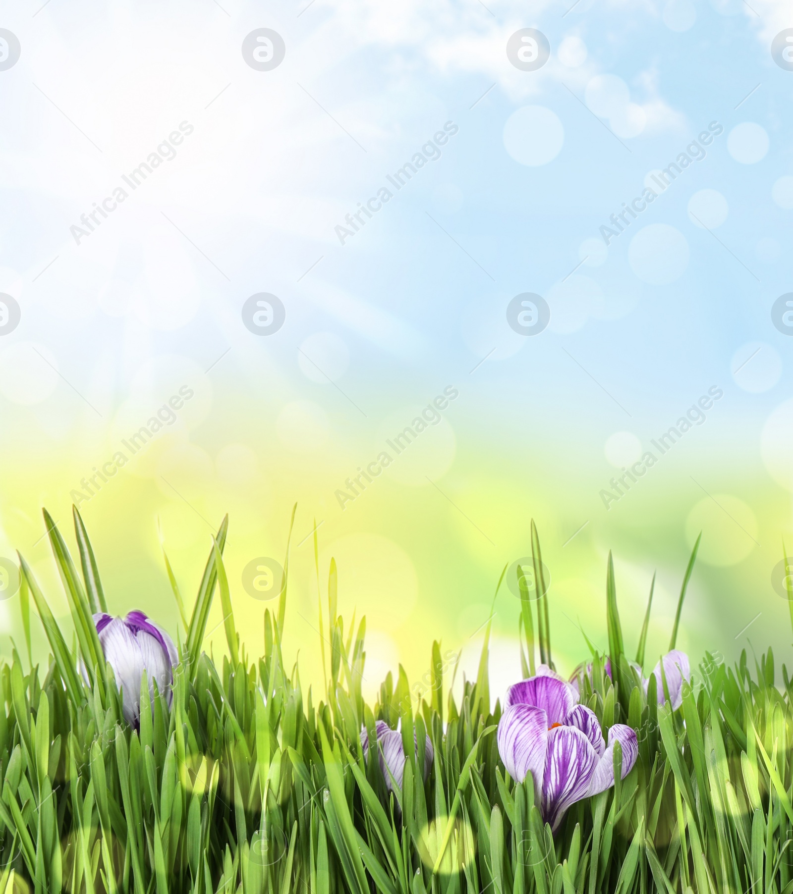 Image of Fresh green grass and beautiful crocus flowers on sunny day. Spring season