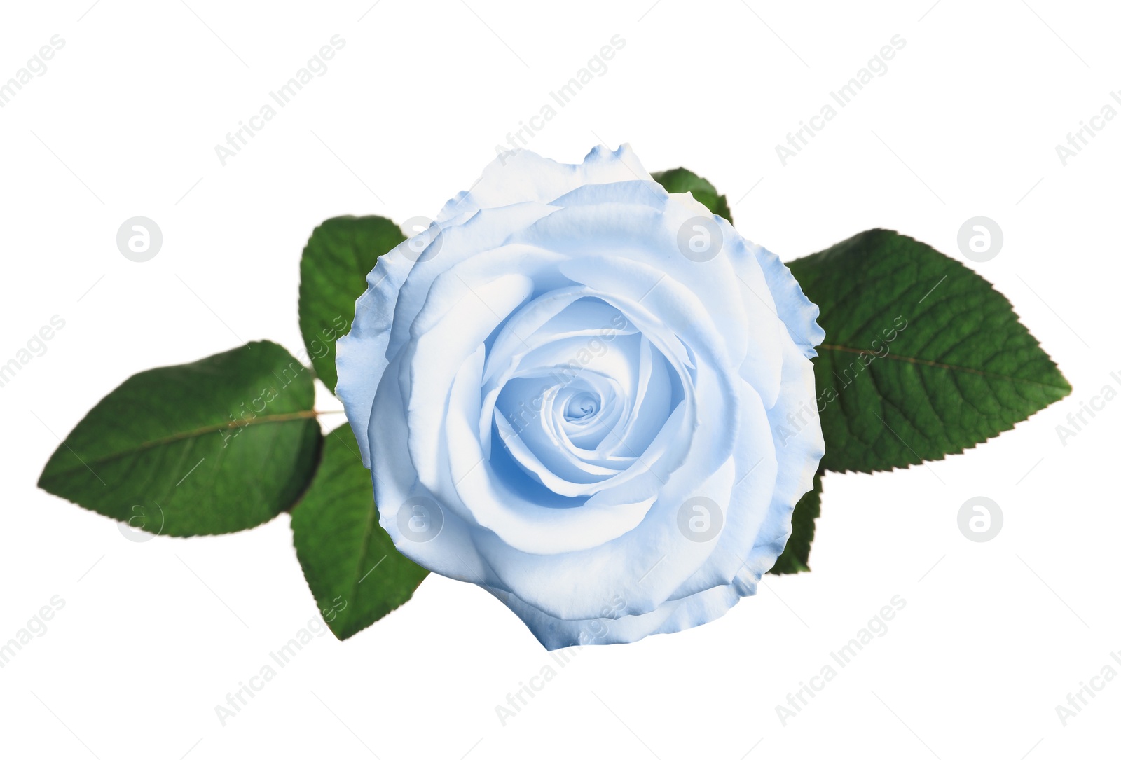 Image of Beautiful blooming light blue rose on white background