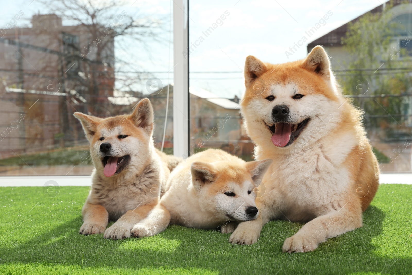 Photo of Adorable Akita Inu dog and puppies on artificial grass near window