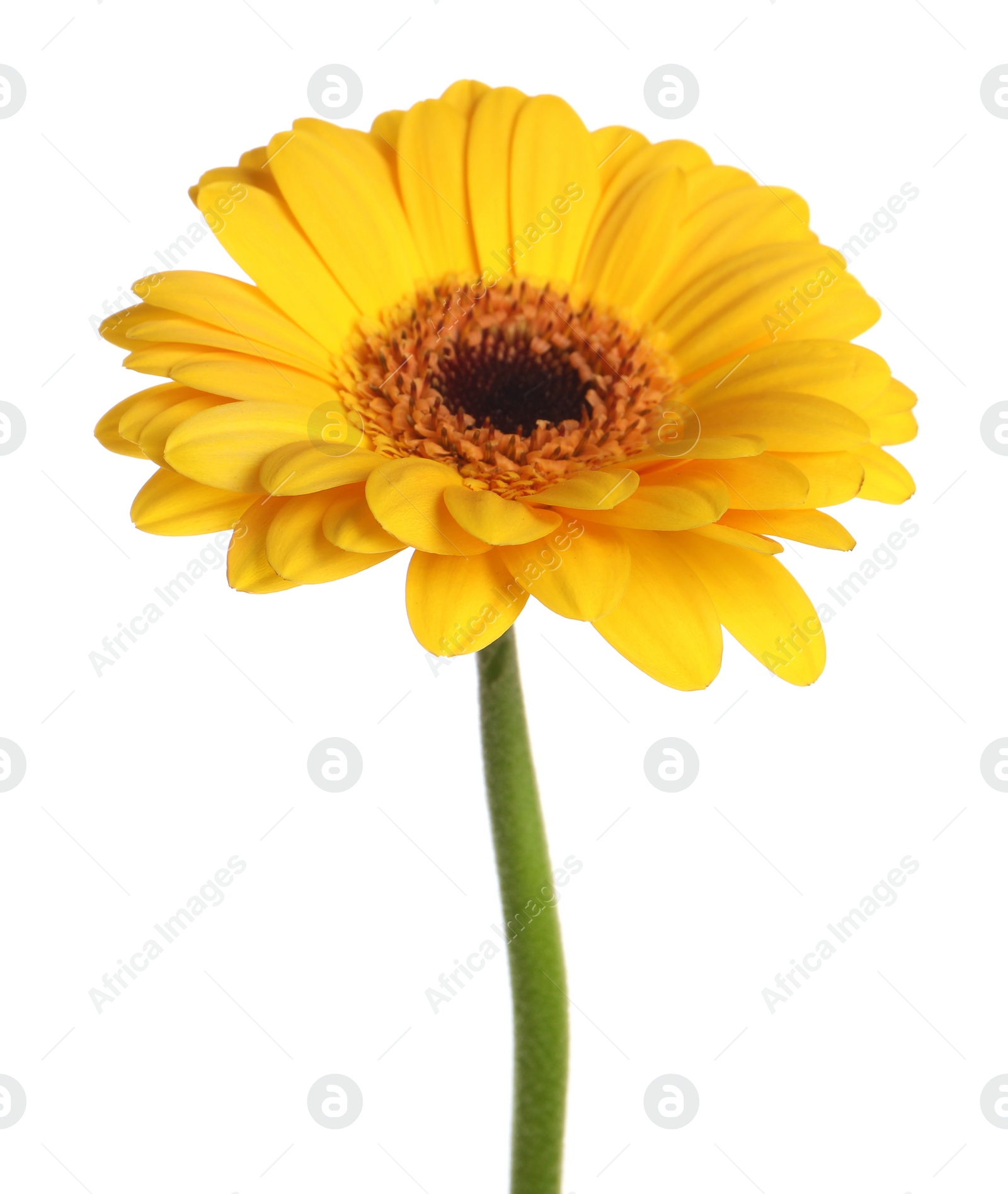 Photo of Beautiful yellow gerbera flower isolated on white