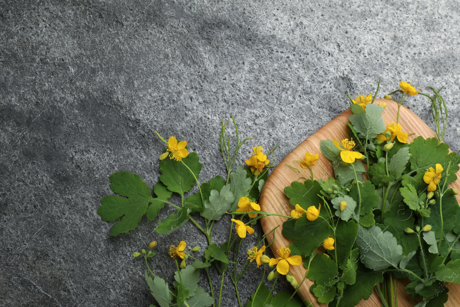 Photo of Celandine with beautiful yellow flowers on grey table, flat lay. Space for text