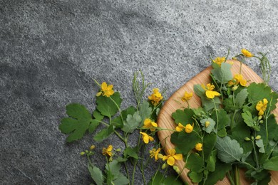 Celandine with beautiful yellow flowers on grey table, flat lay. Space for text