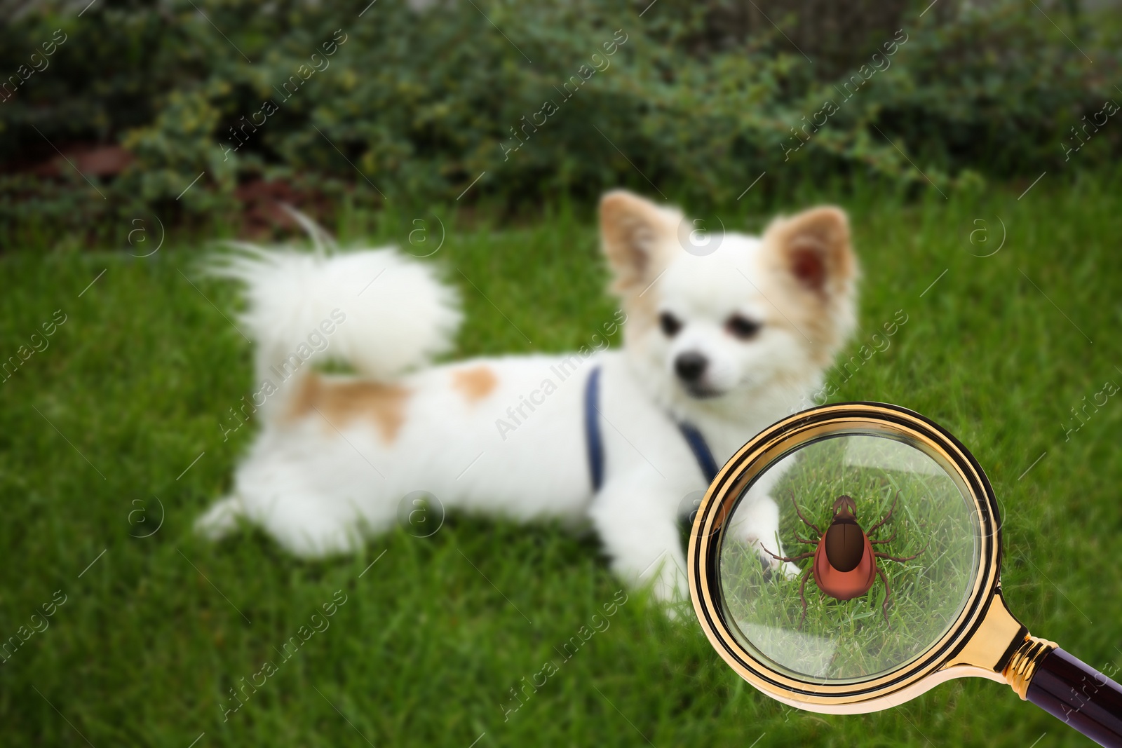 Image of Cute dog outdoors and illustration of magnifying glass with tick, selective focus