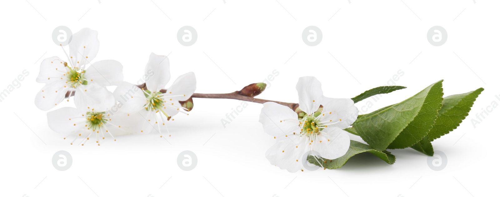 Photo of Spring branch with beautiful blossoms and leaves isolated on white