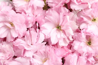 Photo of Beautiful pink sakura tree blossoms as background, closeup