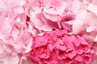 Photo of Beautiful bright hortensia flowers as background, closeup