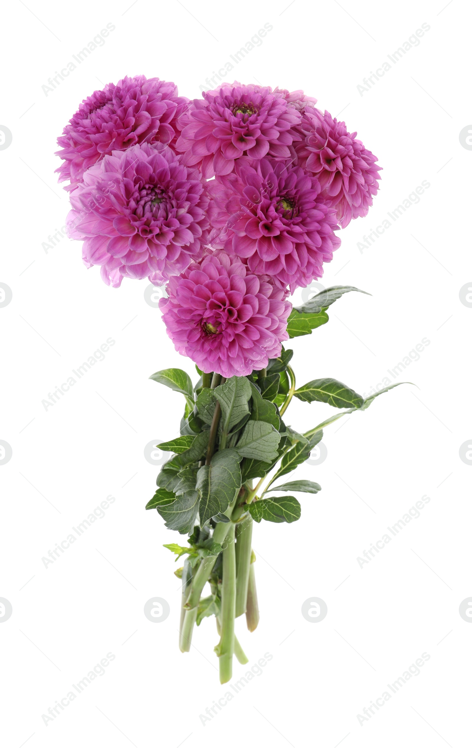 Photo of Beautiful violet dahlia flowers on white background