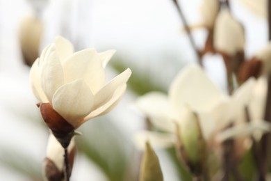 Closeup view of beautiful blooming magnolia tree outdoors. Space for text