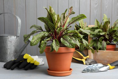 Photo of Potted sorrel plants and gardening tools on light grey wooden table